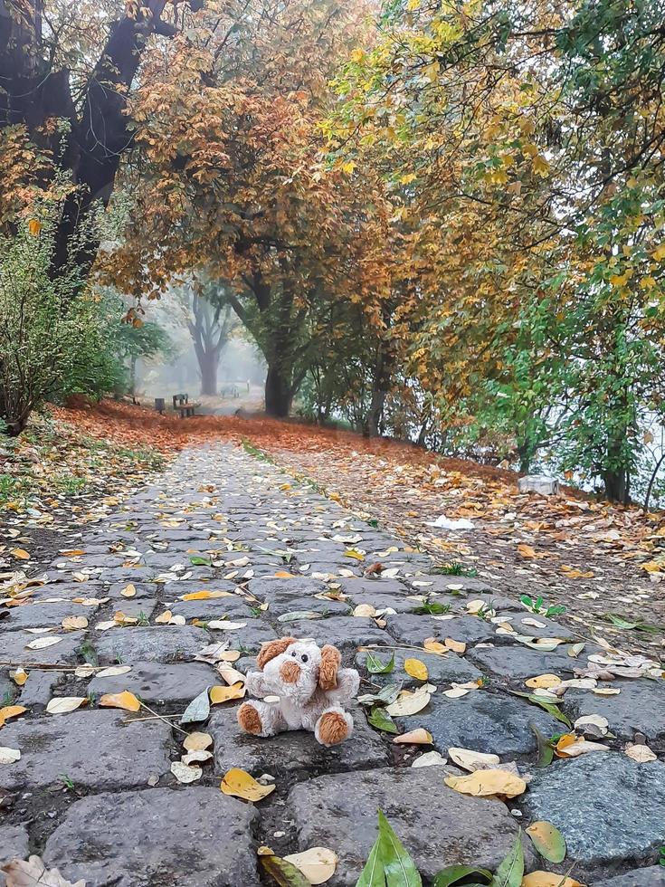 Autumn landscape near the Danube river, Regensburg city, Europe. Walking trough the forest on a foggy day. photo