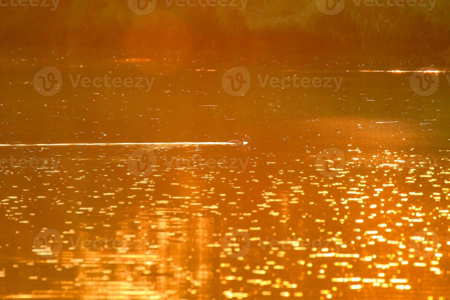 el ganso salvaje flota en el lago de la tarde mientras la luz dorada se refleja en la hermosa superficie del agua. foto