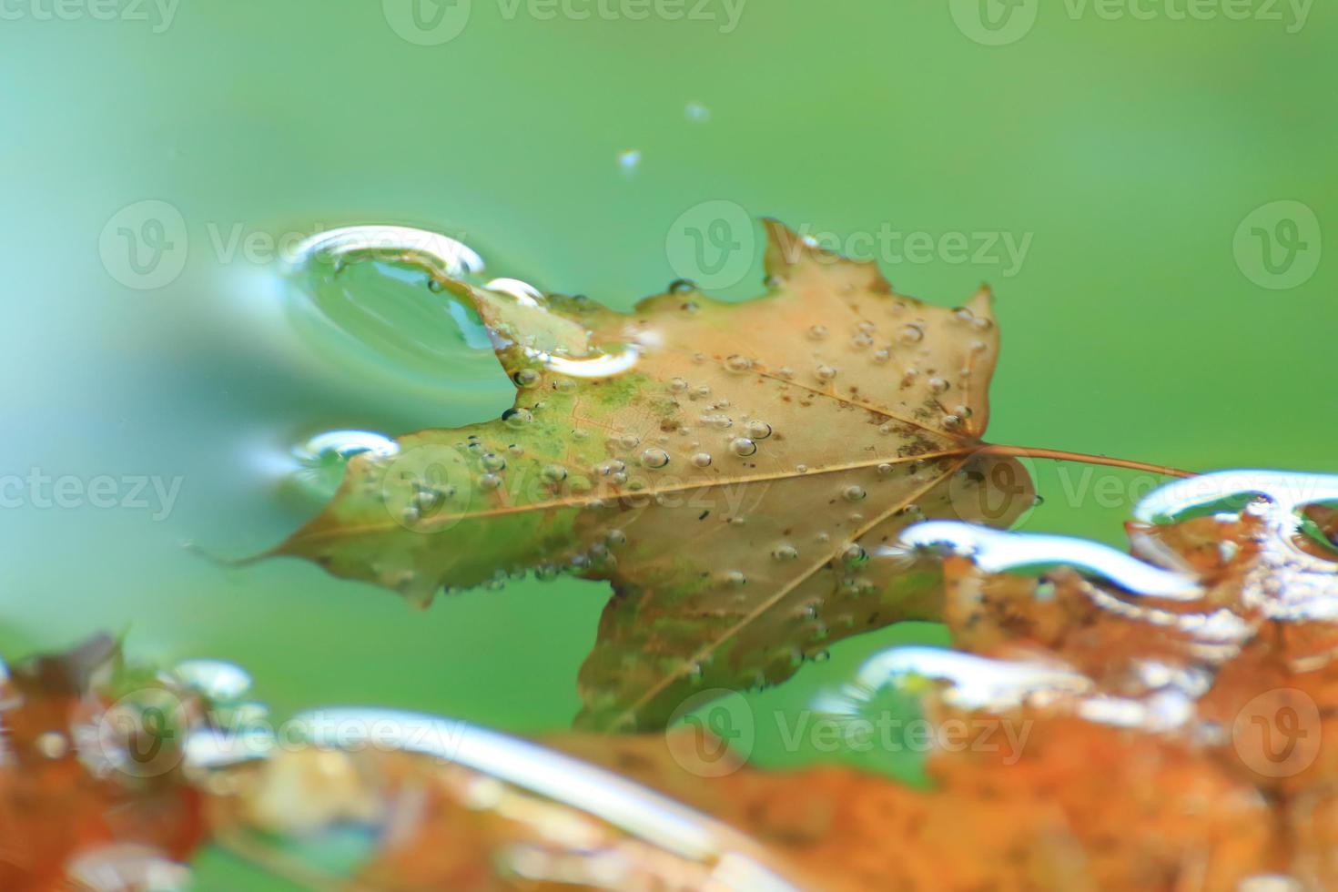 hoja de arce de otoño de octubre flotando en el agua foto