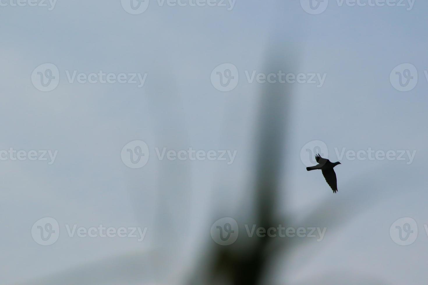 silueta de pájaro en vuelo al atardecer foto