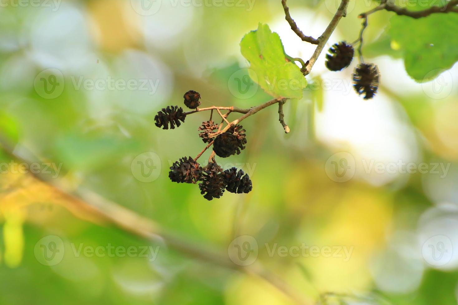 Pine Cone And Branches in the park photo