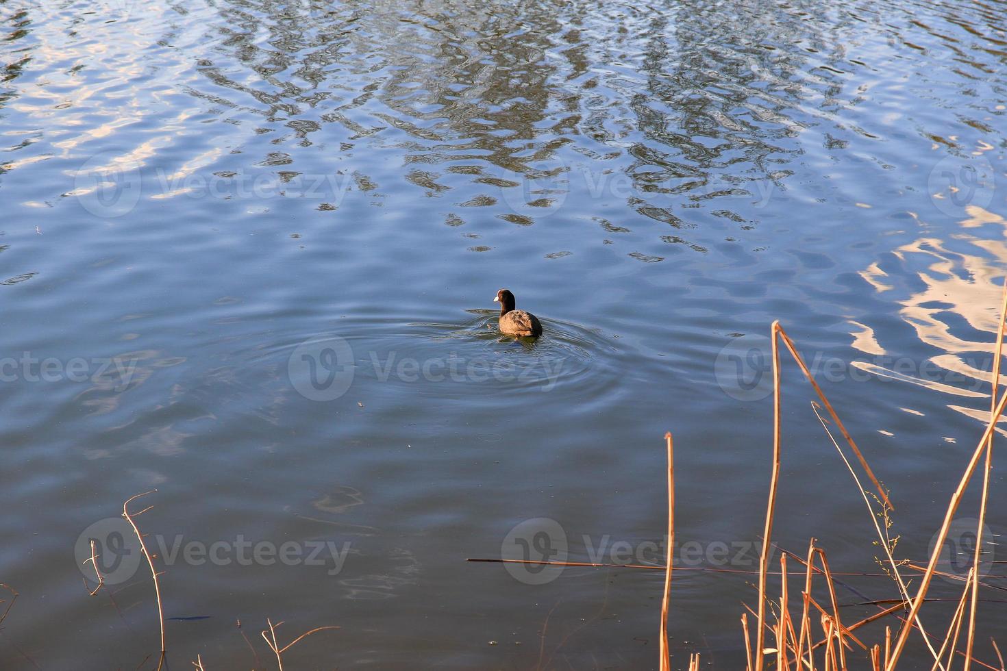portrait of a coot duck bird swimming on Danube river photo