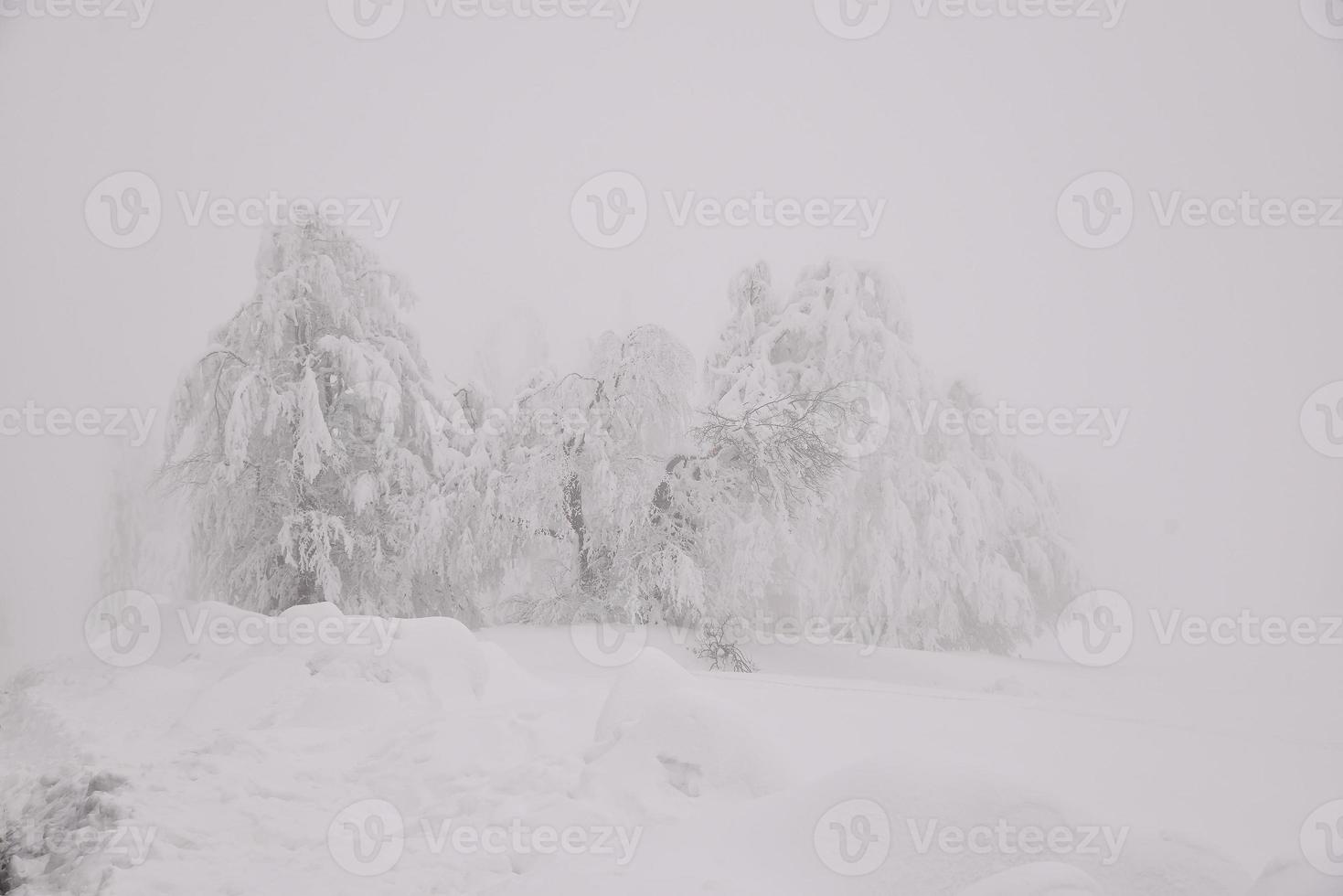 mountain forest landscape on a foggy winter day photo