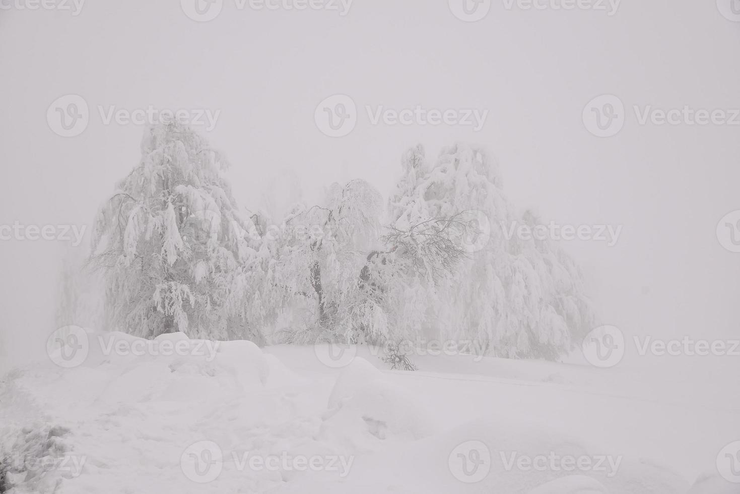 paisaje de bosque de montaña en un día de invierno brumoso foto