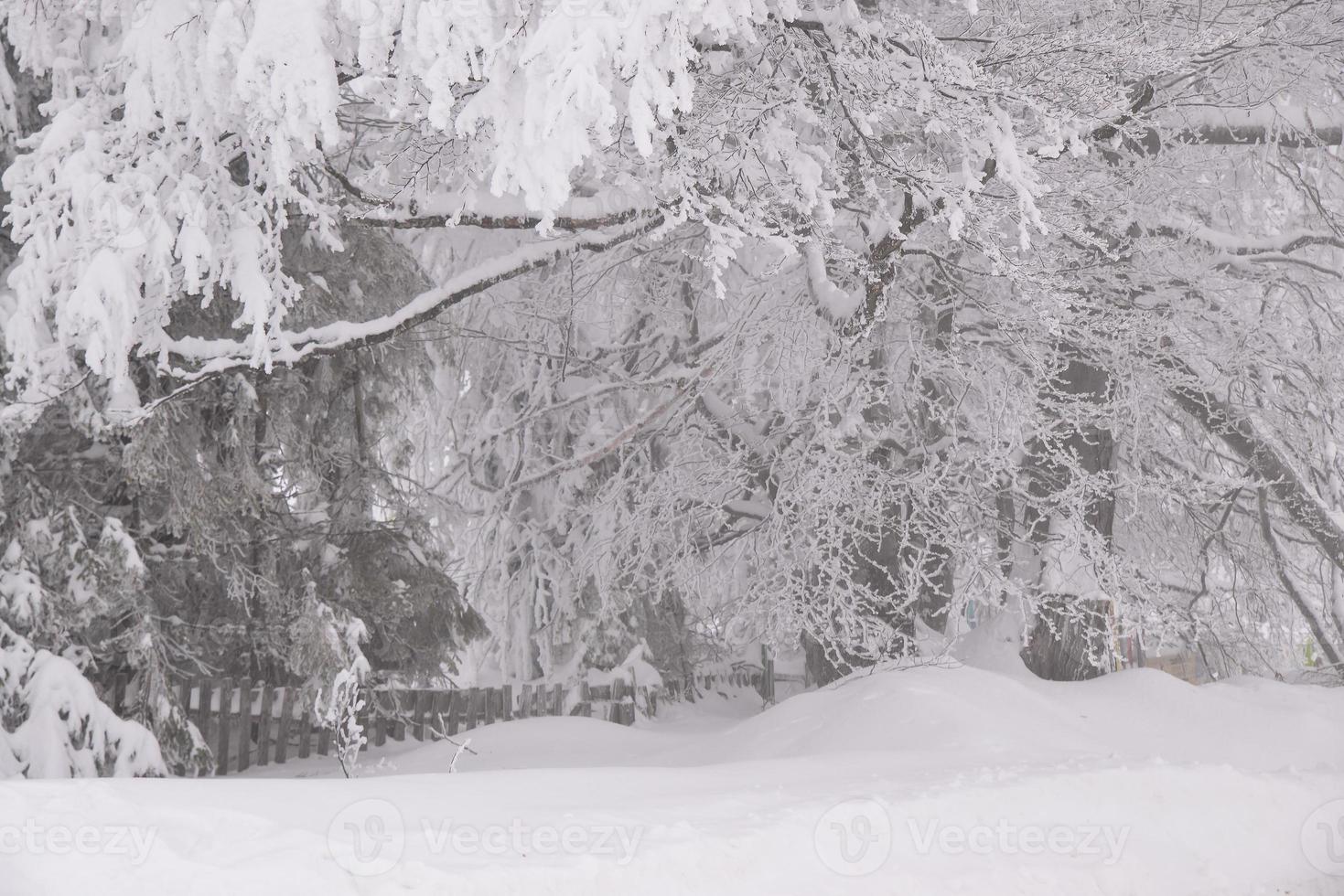 mountain forest landscape on a foggy winter day photo