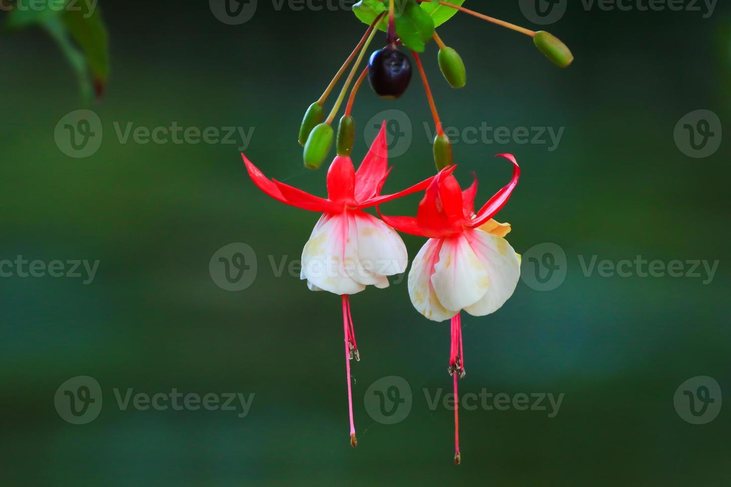 Fuchsia hybrida in greenhouse, Regensburg, Germany photo