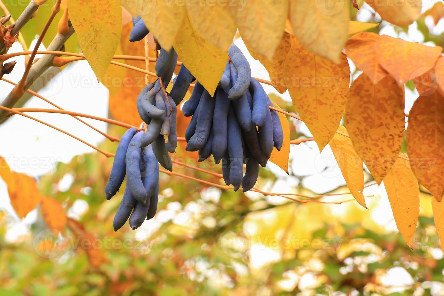 decaisnea fargesii, fruta de salchicha azul, familia lardizabalaceae. oeste de china foto