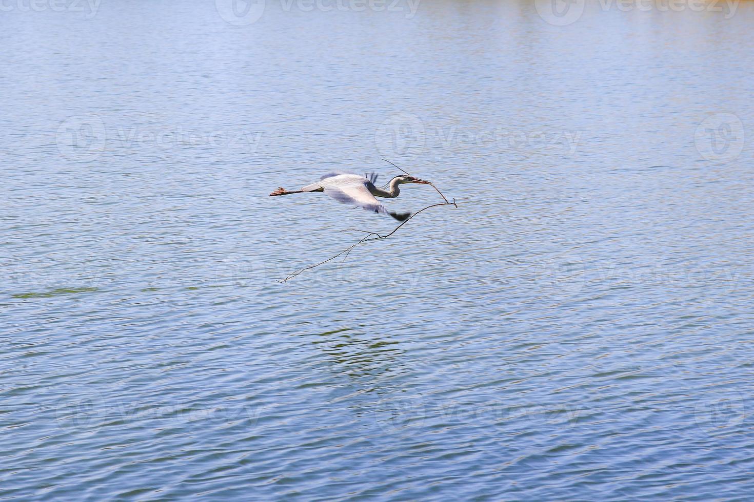 Closeup of a gray heron flying above the water and holding a dry branch in its beak photo