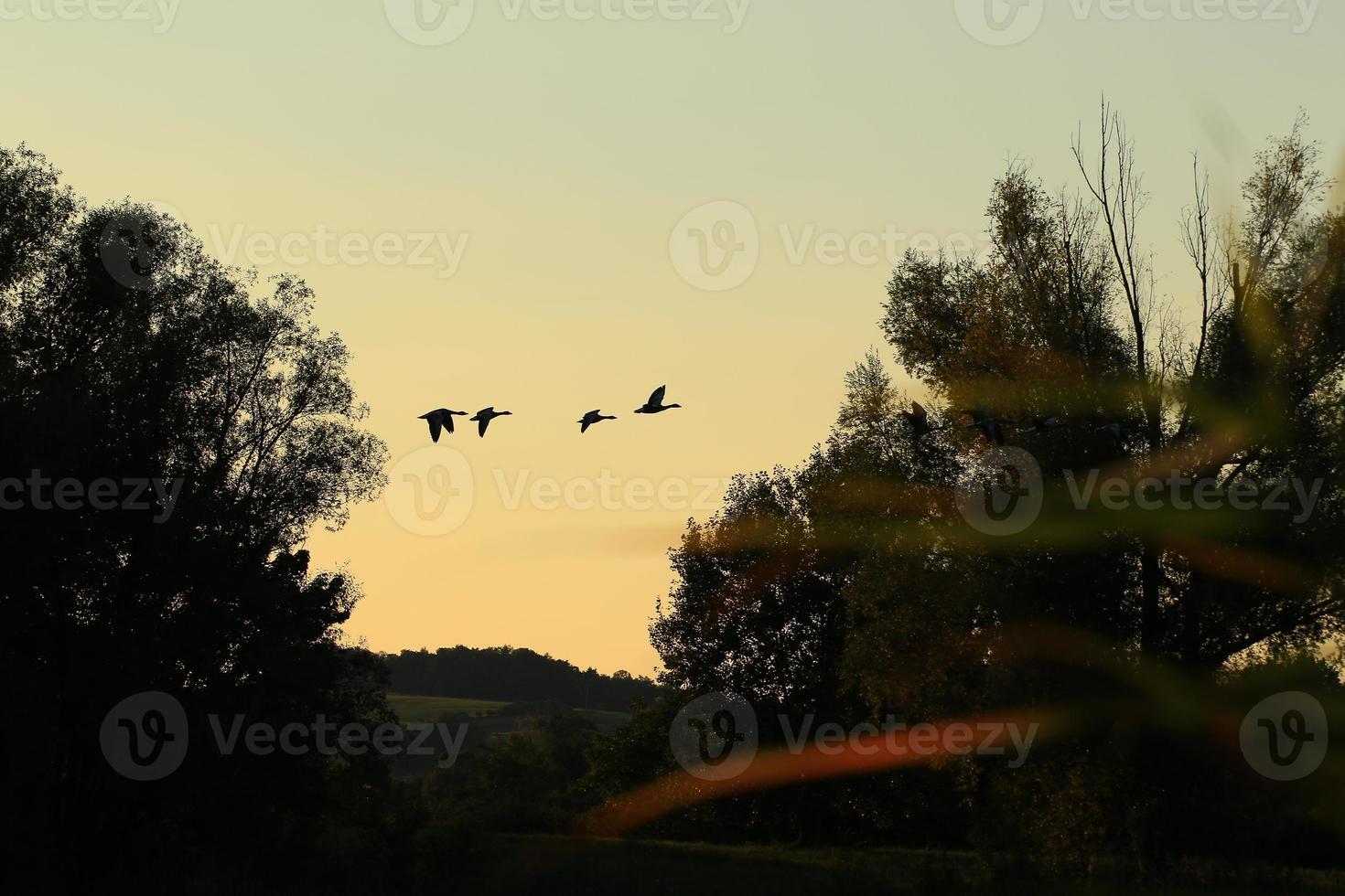 wild goose flaying near the Danube water stream photo