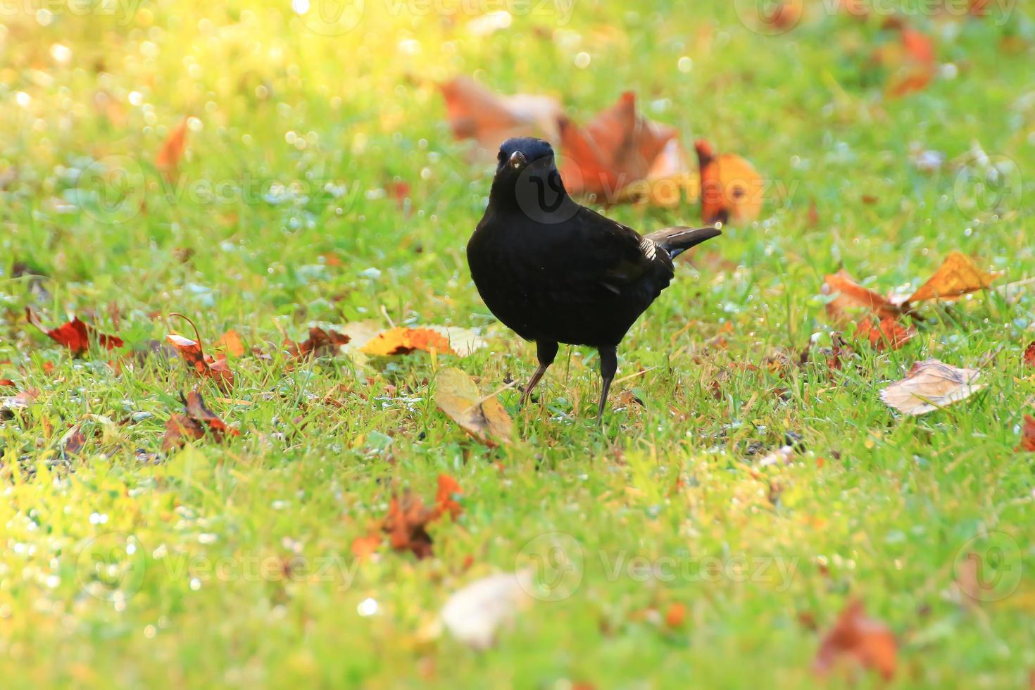 A blackbird looking for food on the ground photo