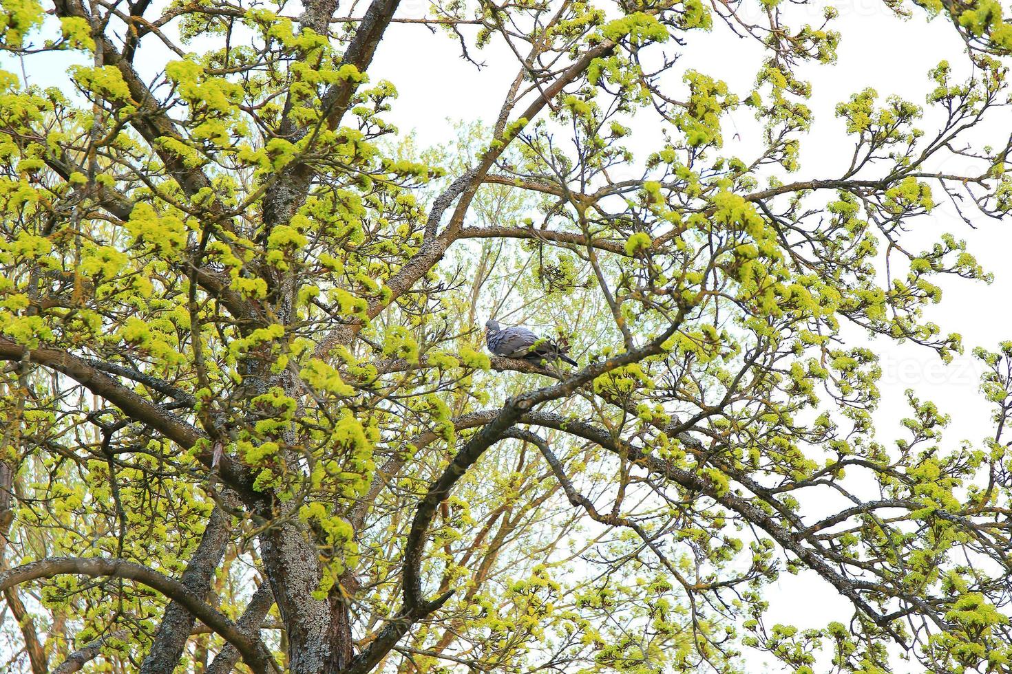 a common wood pigeon sitting on the branch of a tree photo