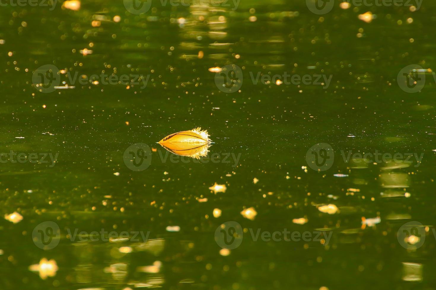 una pluma en el lago al atardecer foto