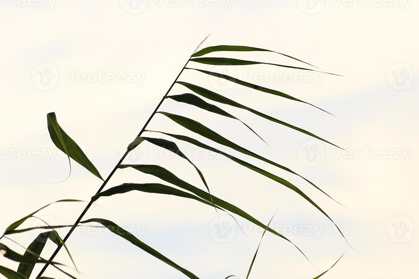 grass and leaves silhouette at sunset near the river photo