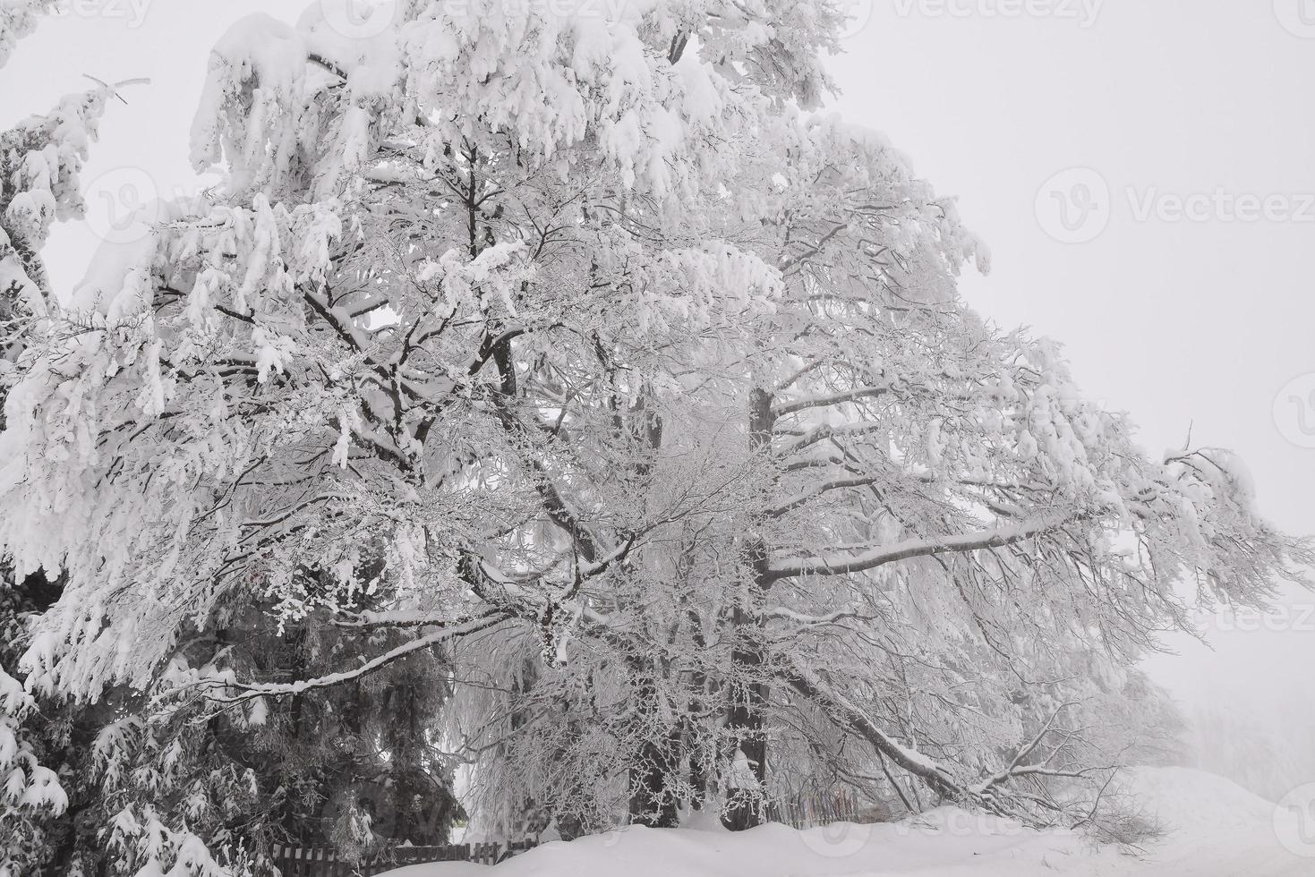 mountain forest landscape on a foggy winter day photo