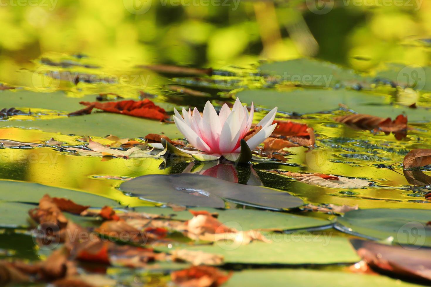 Picturesque leaves of water lilies and colorful maple leaves on water in pond, autumn season, autumn background photo