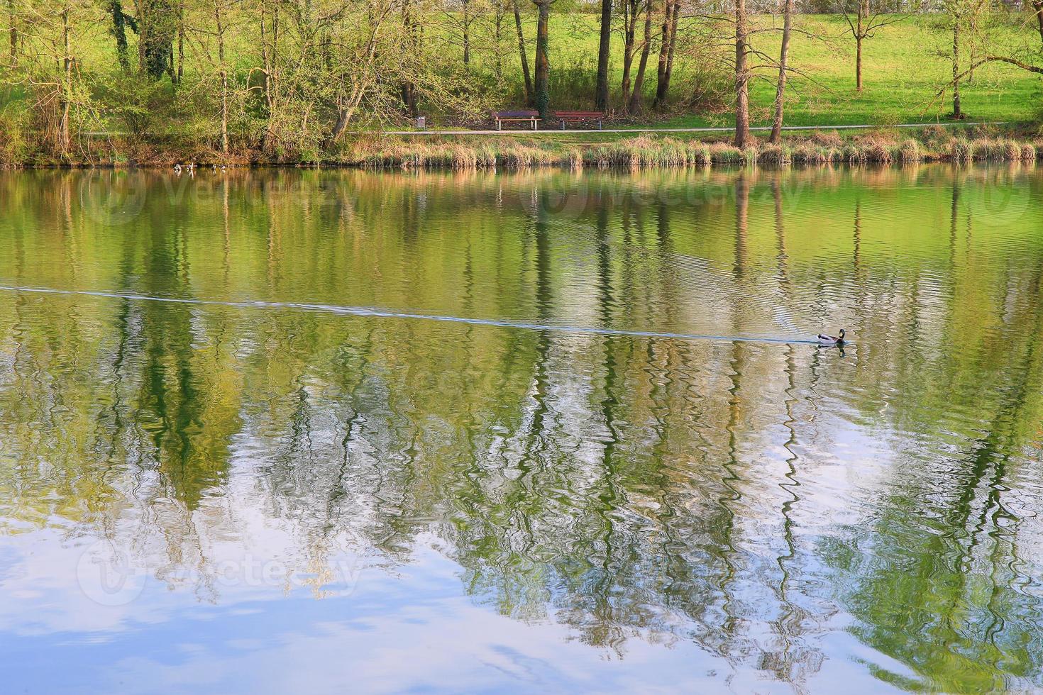 wild male duck floating on the lake photo