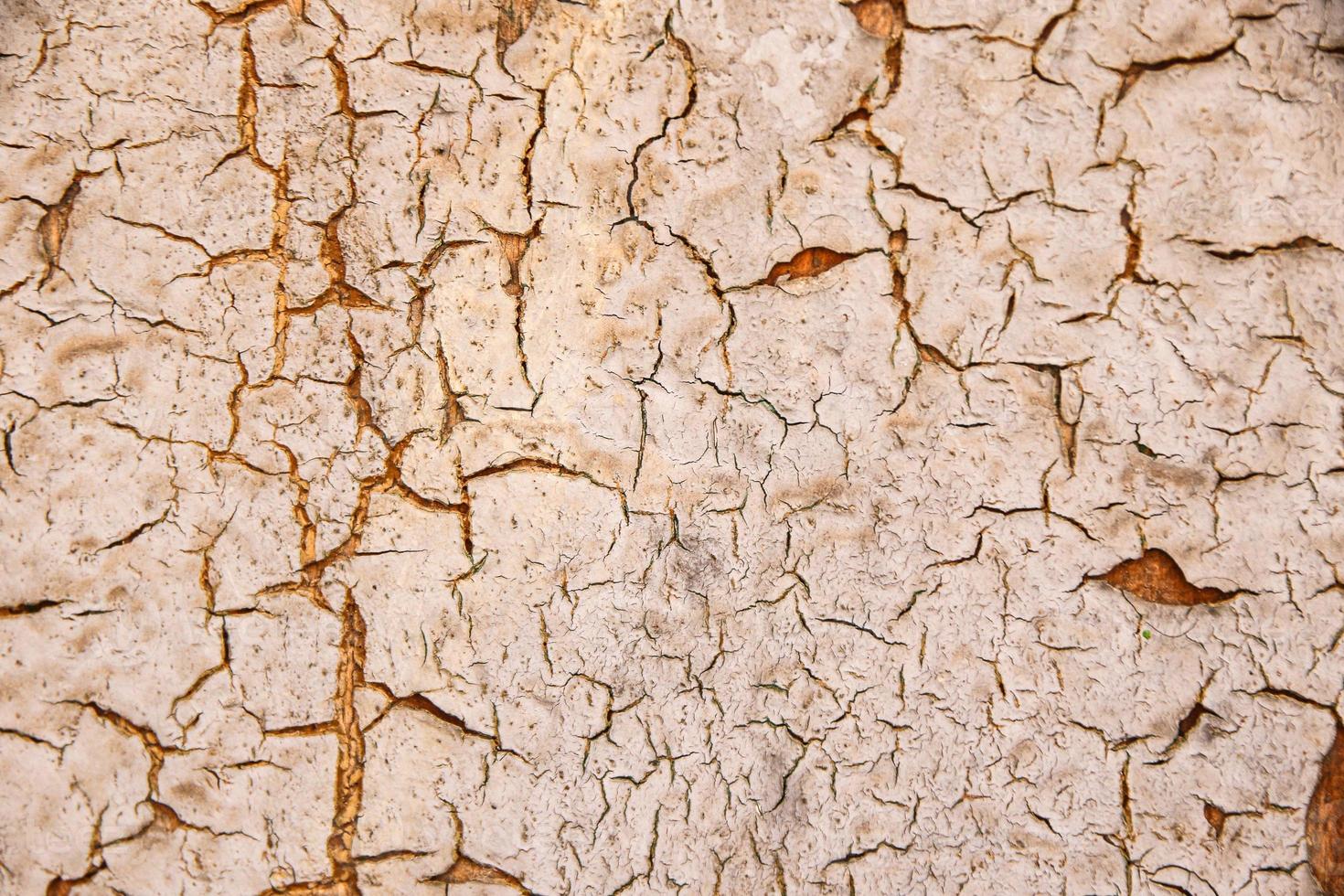 wood texture with cracks photo