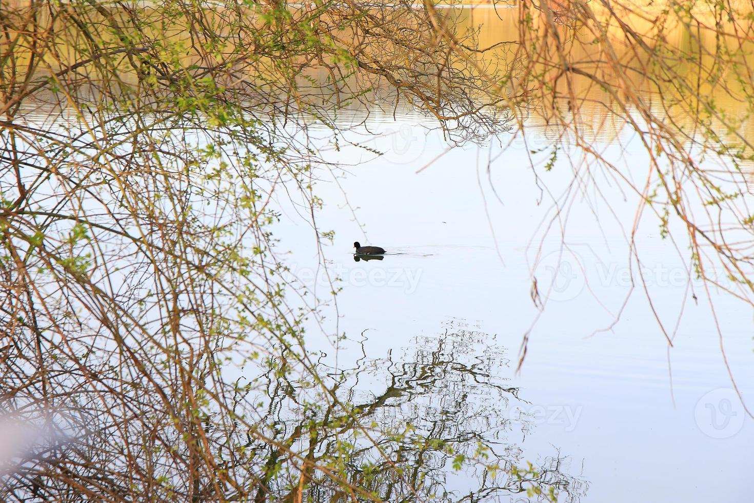 portrait of a coot duck bird swimming on Danube river photo