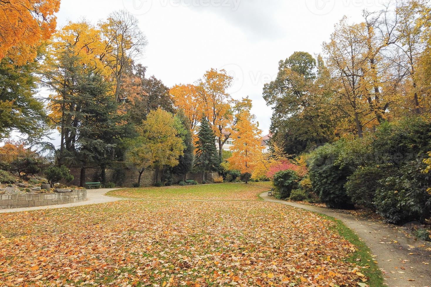 Autumn leaves and trees in the park photo