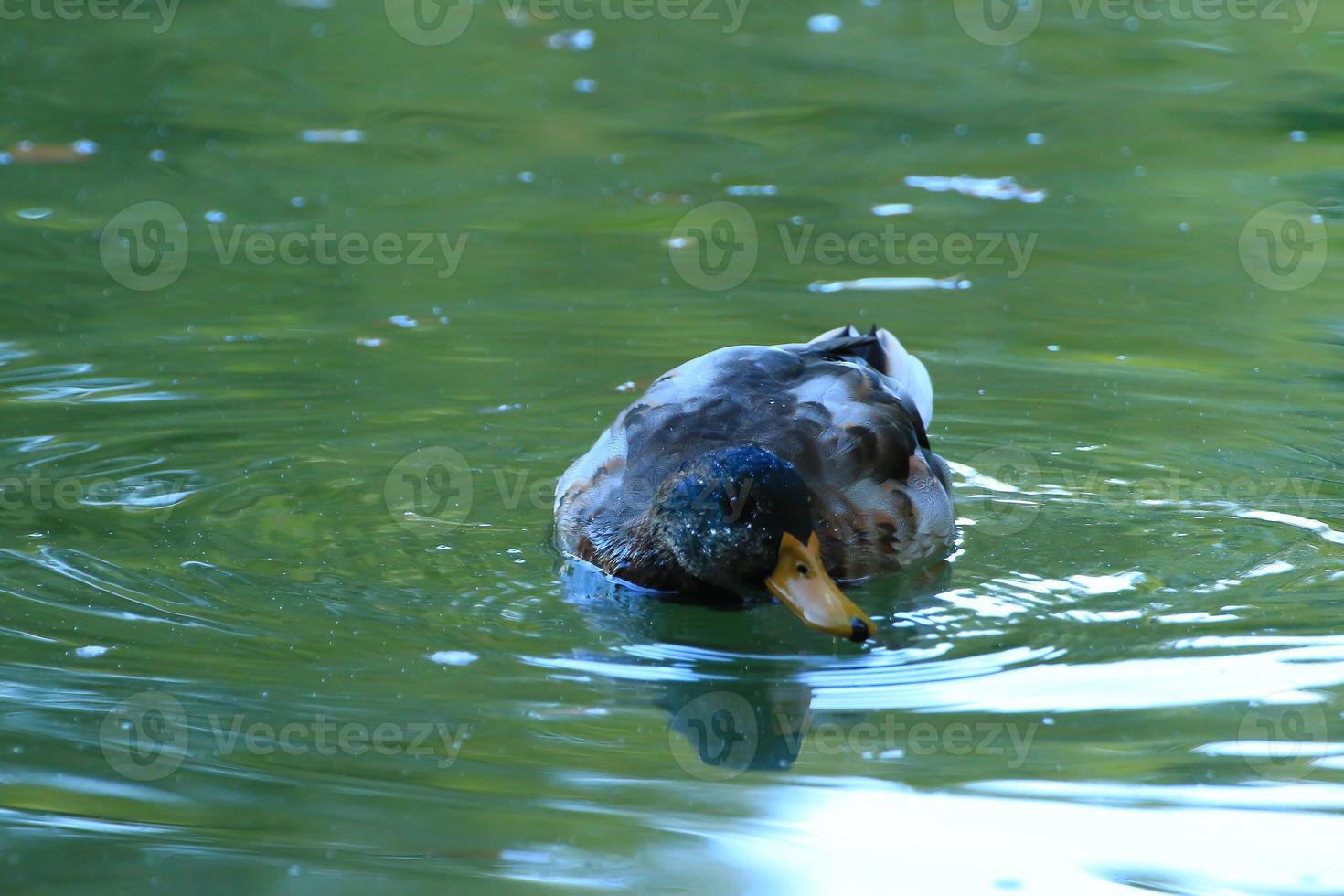 wild ducks on the lake near danube river in Germany photo