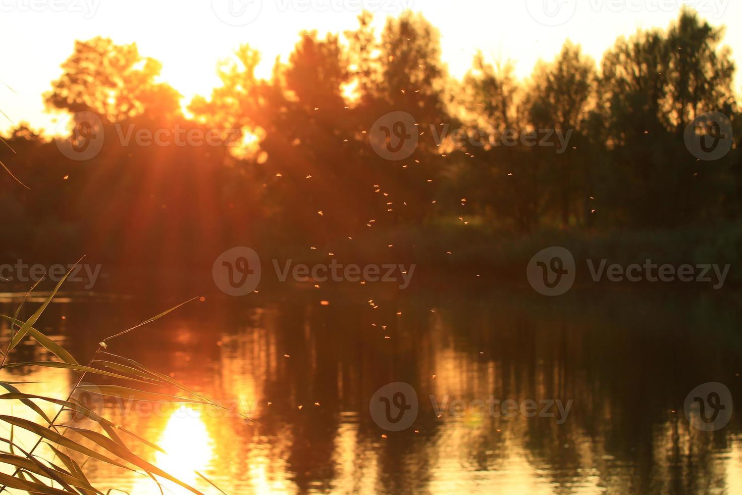 Danube river landscape and vegetation at golden hour sunset photo