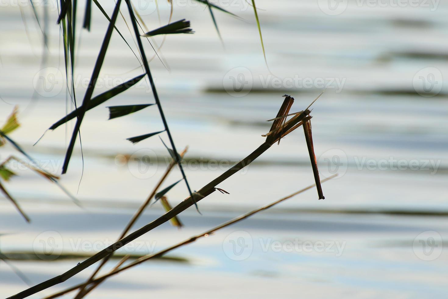 grass and leaves silhouette at sunset near the river photo