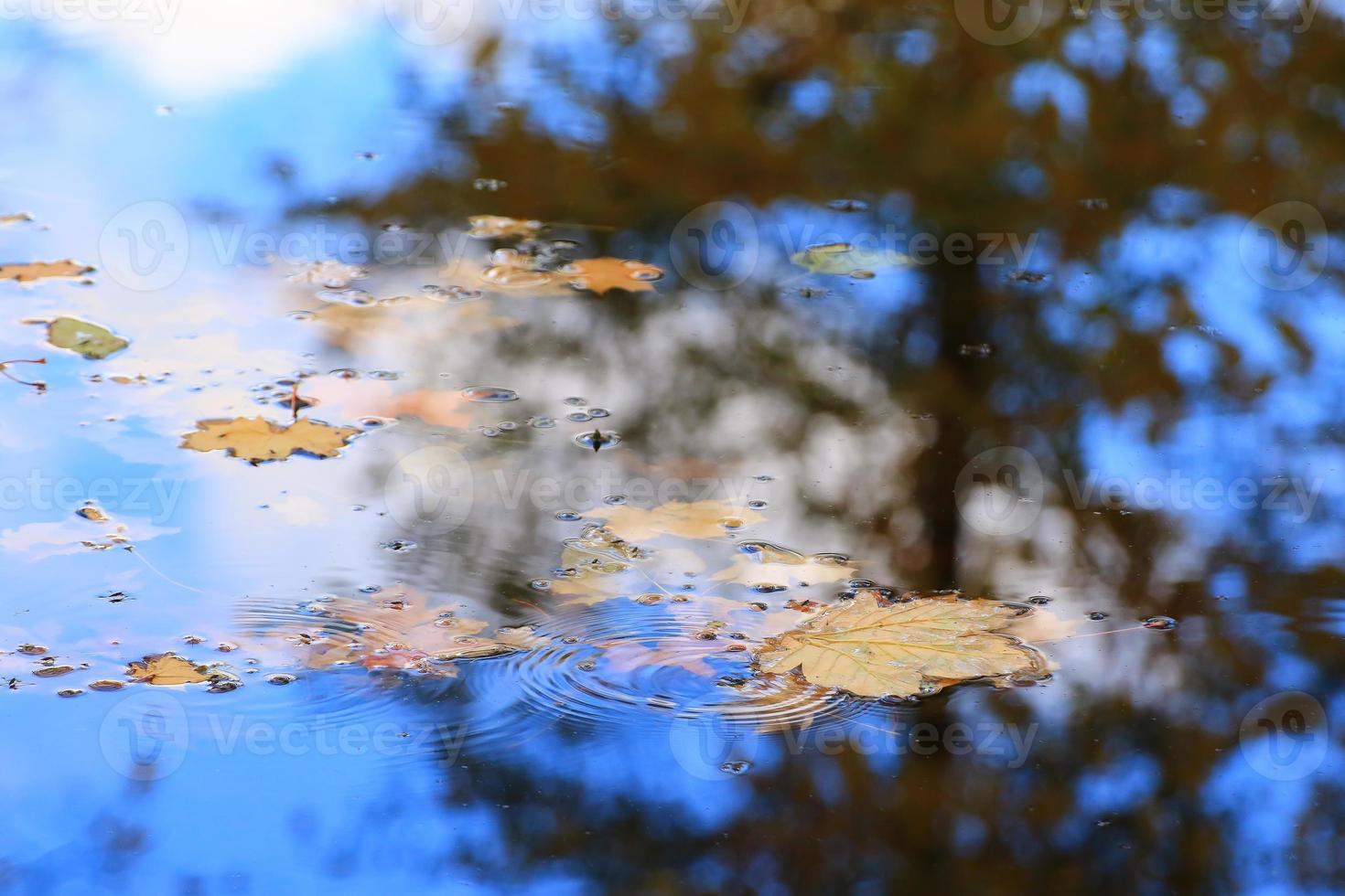 Autumn yellow maple leaves over blue water with reflection of trees in it photo