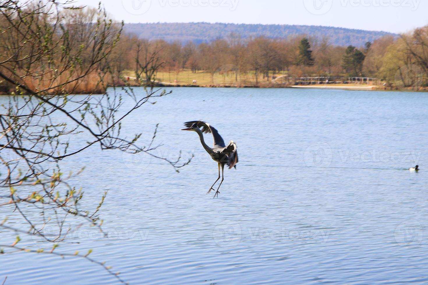 Closeup of a gray heron flying above the water and holding a dry branch in its beak photo