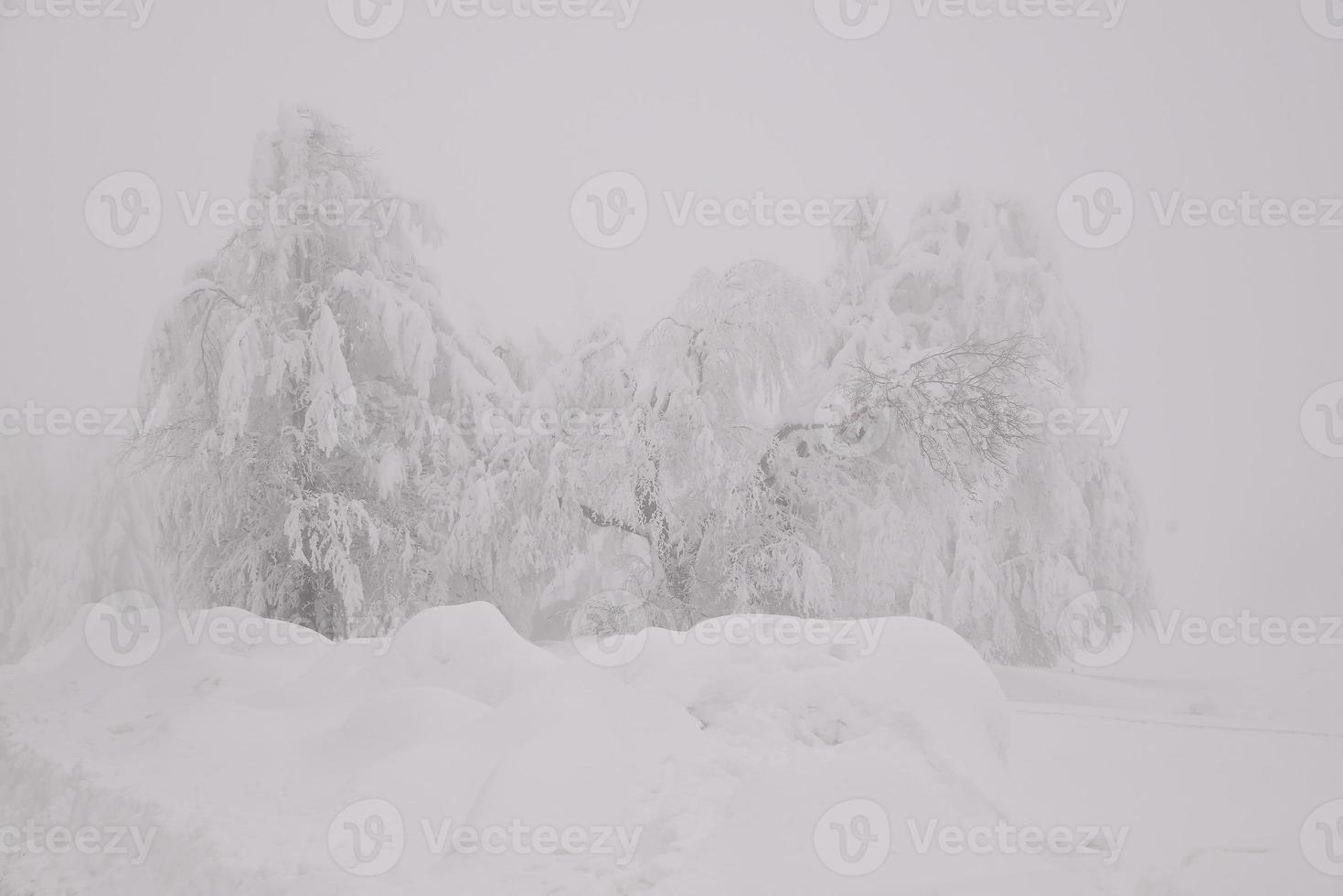 mountain forest landscape on a foggy winter day photo