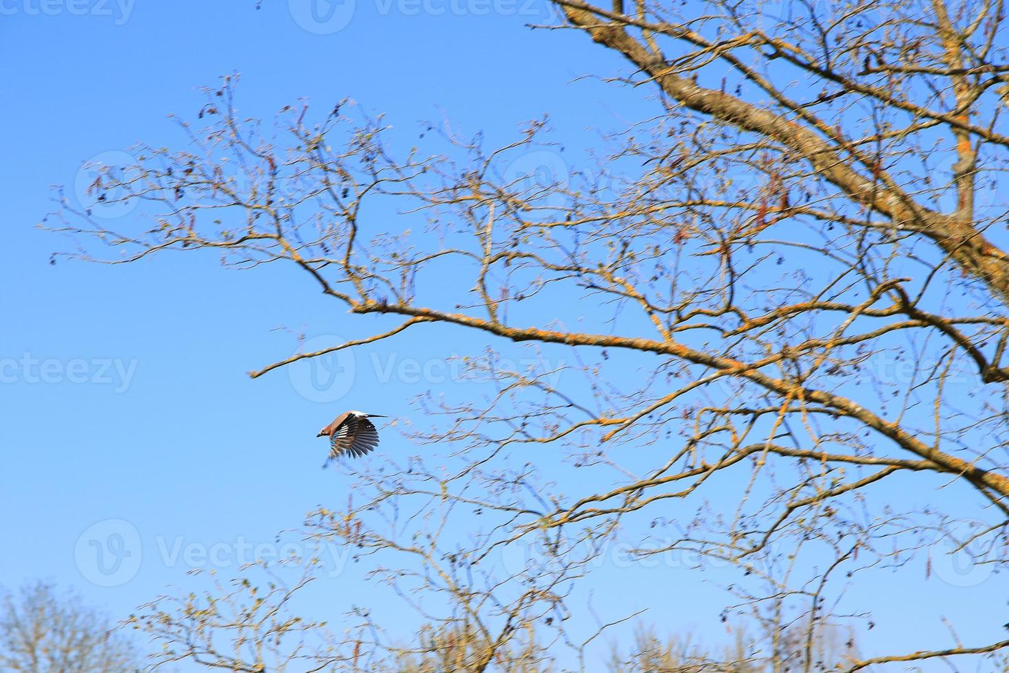 Garrulus glandarius. Bird in autumn colors. The wild nature of the Germany. Beautiful and colorful autumn. photo