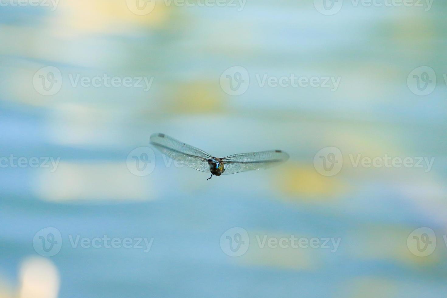 dragonfly in flight near the water stream photo