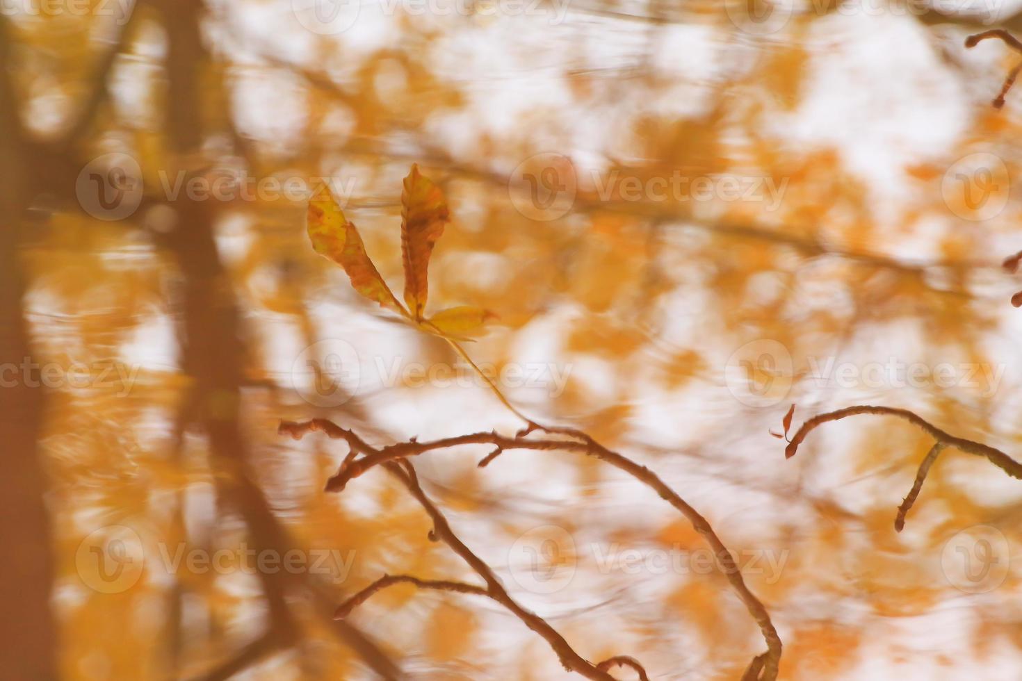 abstract image of autumn branches and leaves reflected in a pond photo