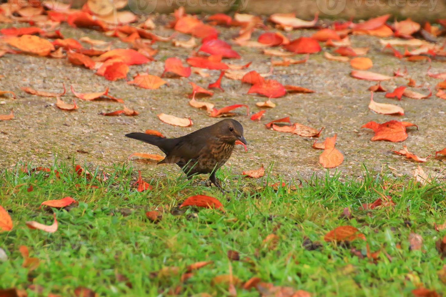 A blackbird looking for food on the ground photo