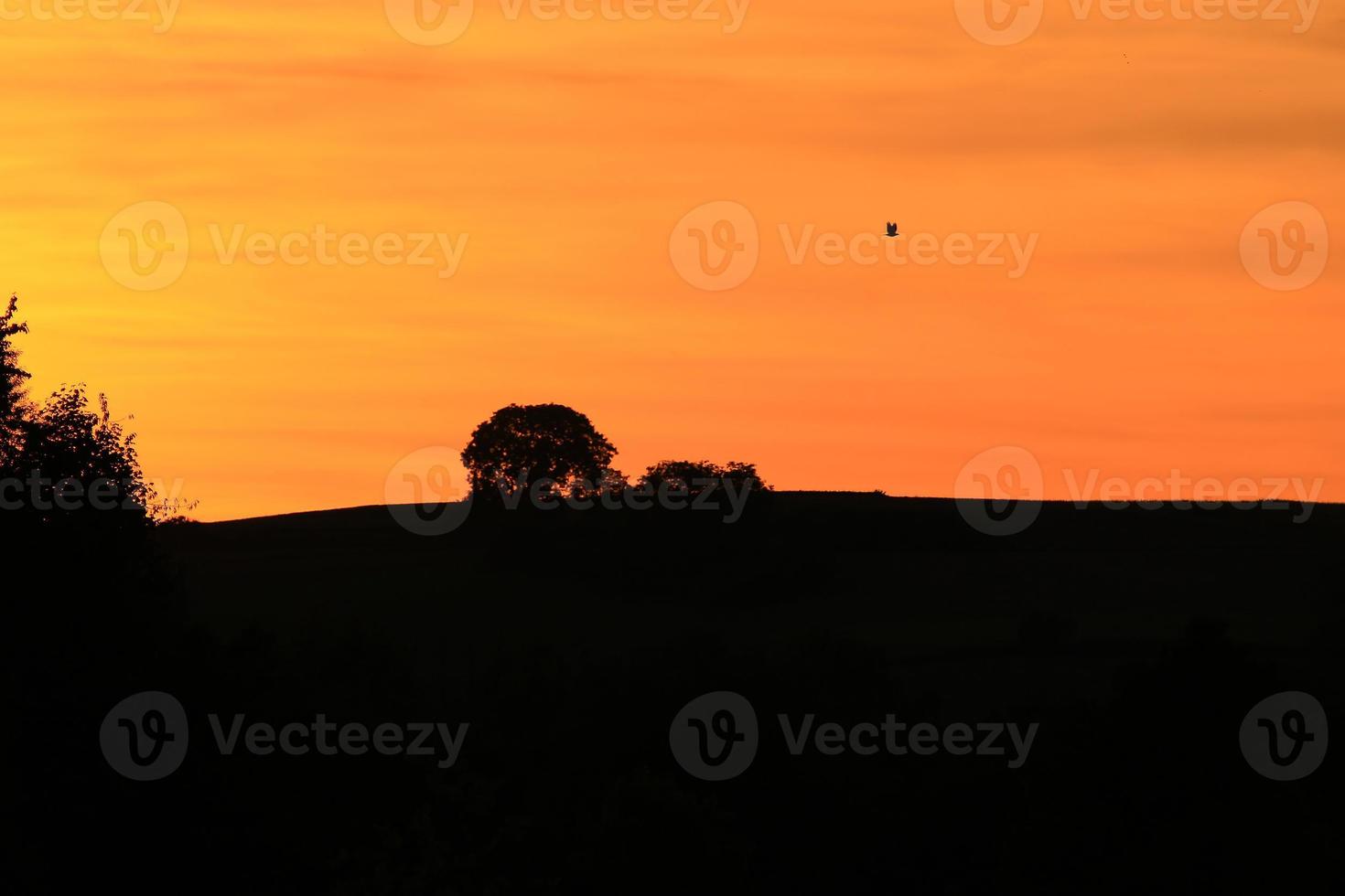 sunset landscape with tree silhouette photo