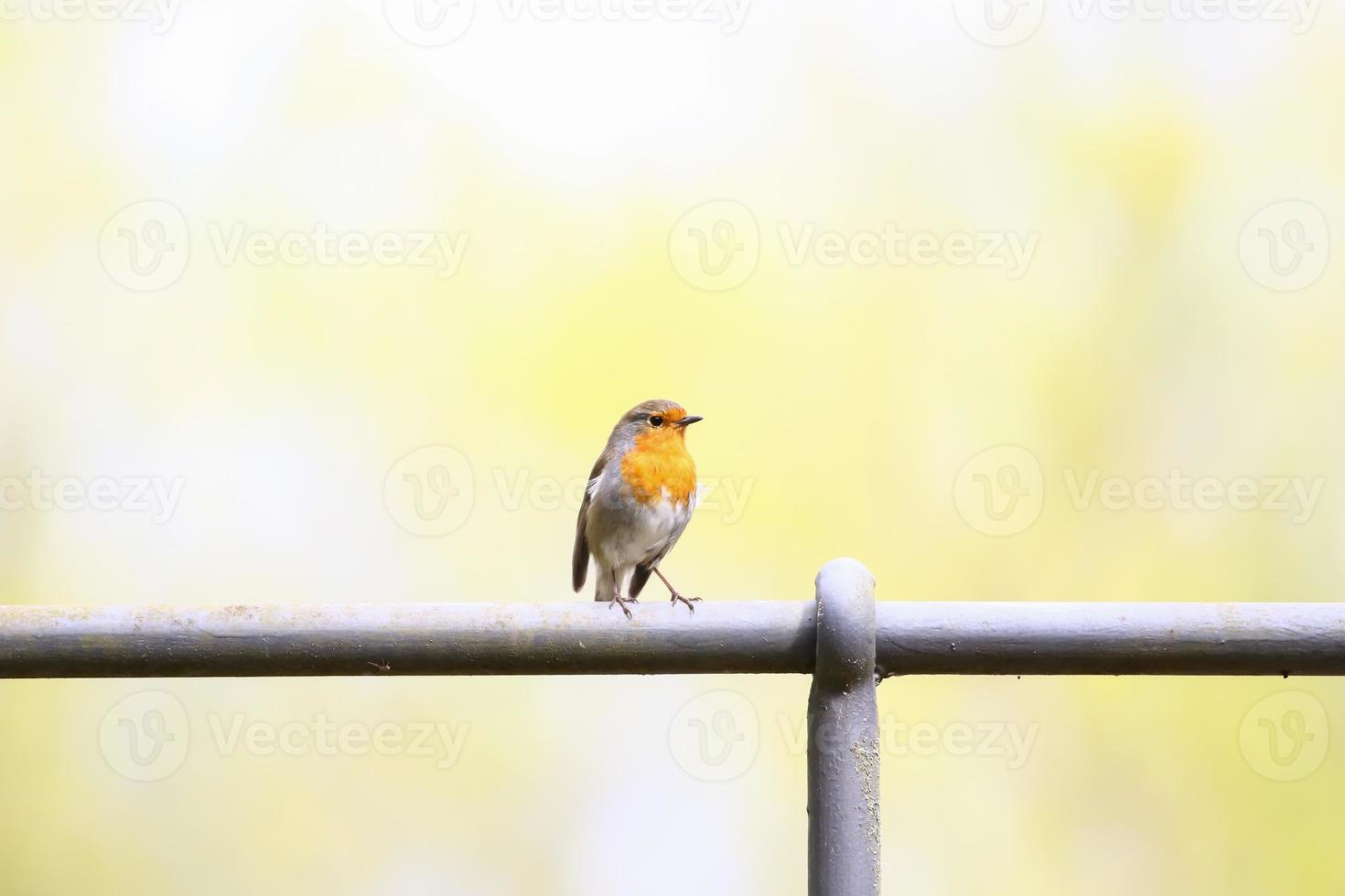 robin bird sitting on a meatal bar in the park photo