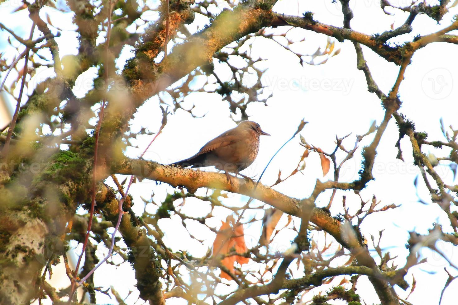 a common blackbird sitting on a tree branch photo