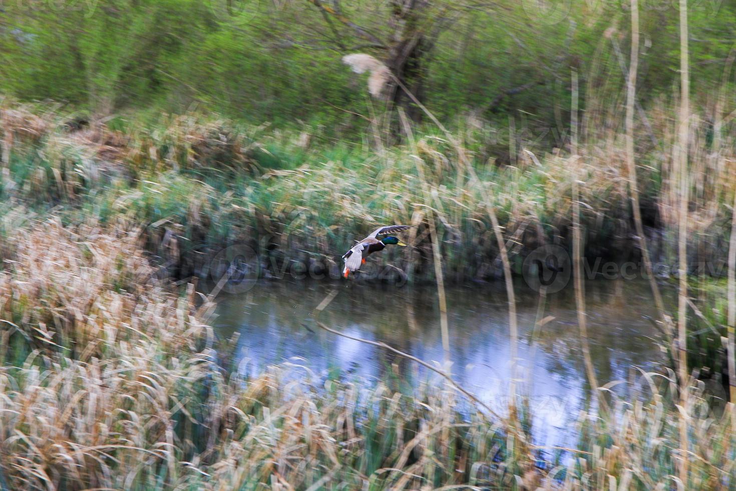 flying ducks over a swamp near Danube river photo