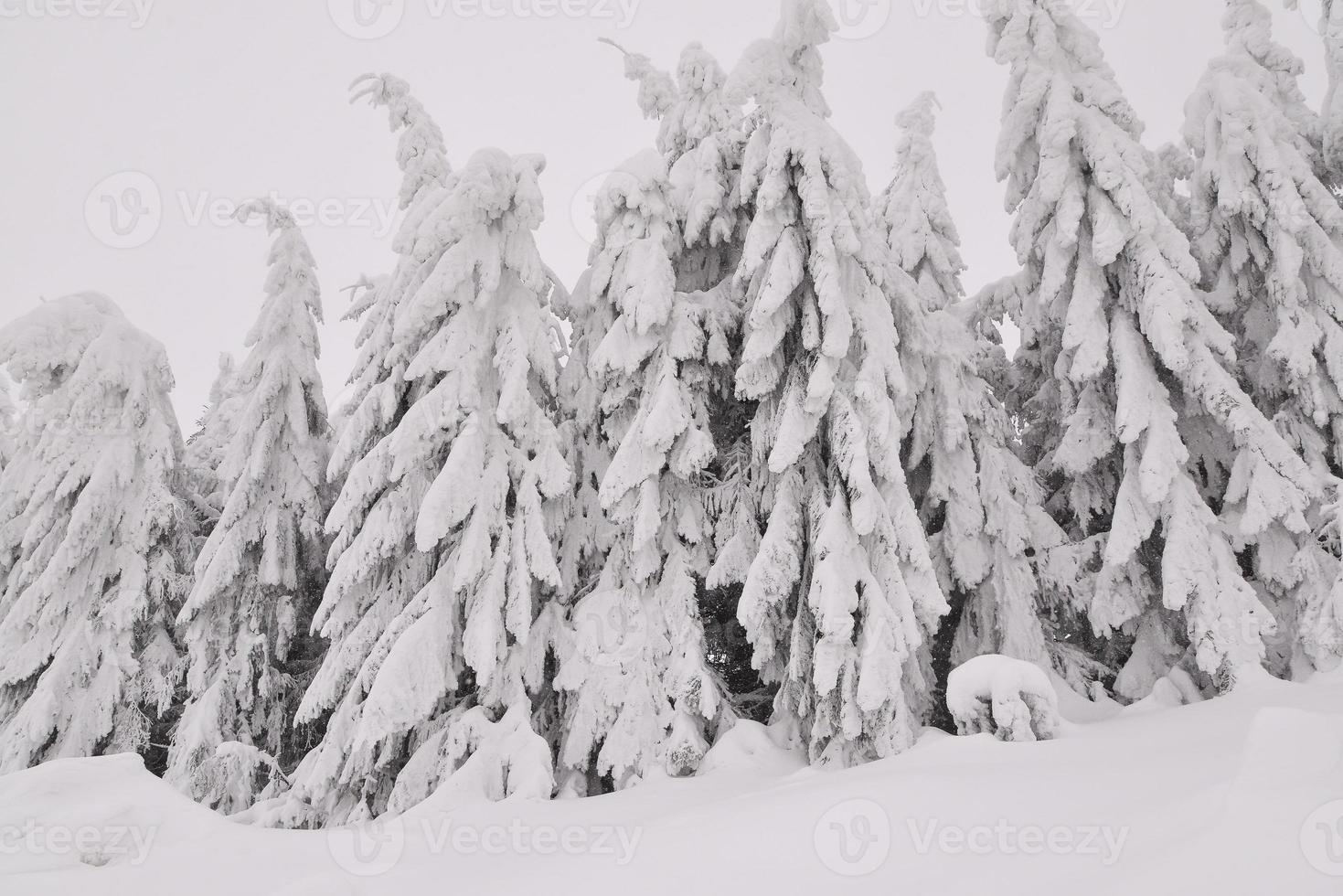 mountain forest landscape on a foggy winter day photo