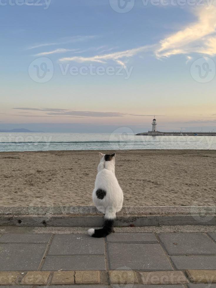 Cat on the beach looking at the lighthouse and the sea photo