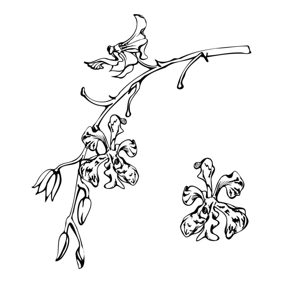 Hand drawn vector ink orchid flowers, stems, leaves, monochrome, detailed outline. Composition with branches. Isolated on white background. Design for wall art, wedding, print, tattoo, cover, card.