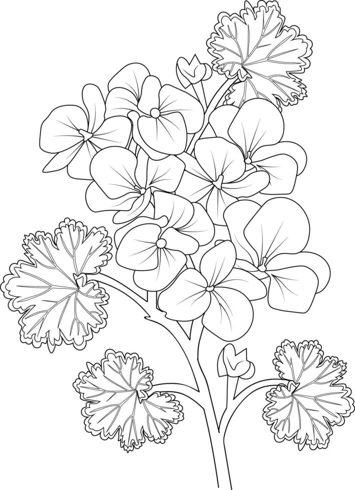 páginas para colorear para adultos, ramo de flores de geranio dibujado a mano de boceto vectorial, hermosos elementos de jardín botánico, ilustración de tinta grabada decorativa, colación floral de verano, vector