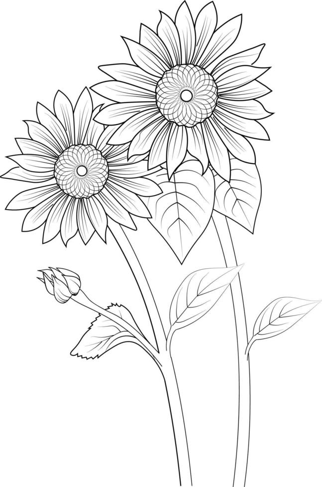 Sunflowers branch of Hand drawing vector illustration Vintage design elements bouquet floral natural collection coloring page and book for adult and children isolate on white background