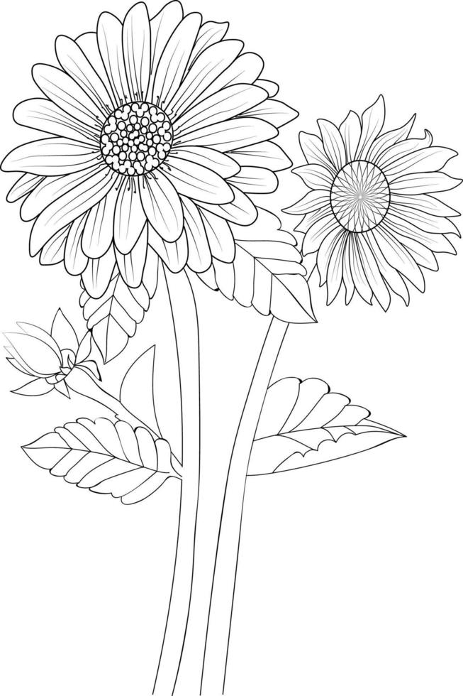 Isolated sunflower hand drawn vector sketch illustration, botanic collection branch of leaf buds natural collection coloring page floral bouquets engraved ink art.