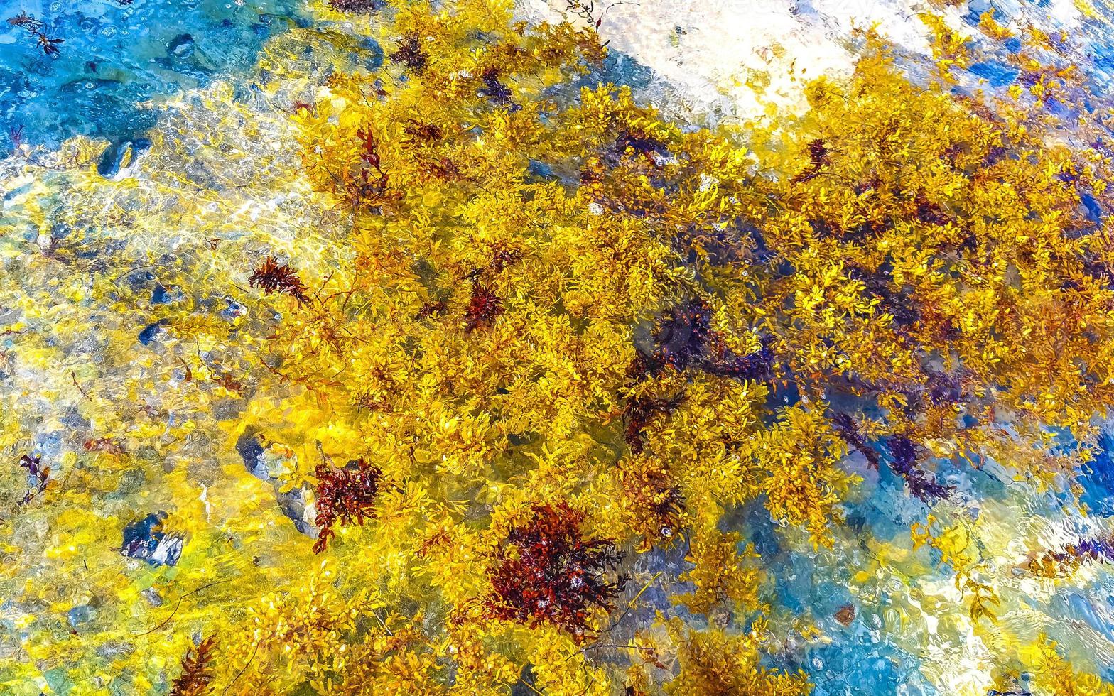 Beautiful Caribbean beach totally filthy dirty nasty seaweed problem Mexico. photo