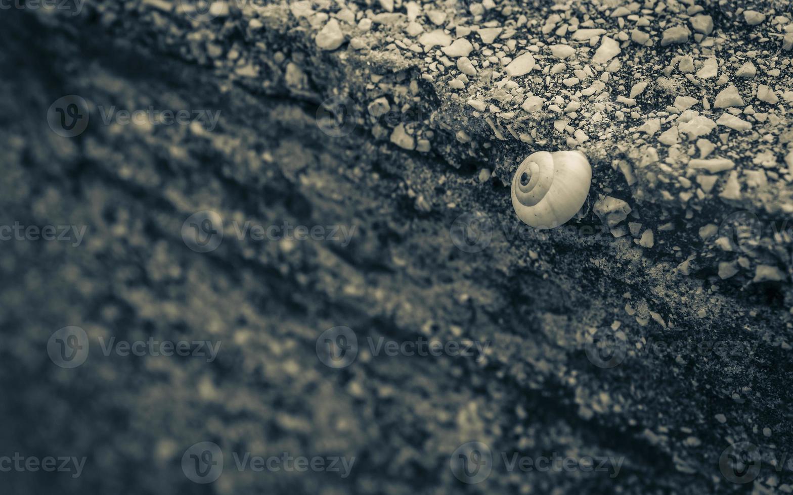 Small snail on the stone rock wall texture in Croatia. photo