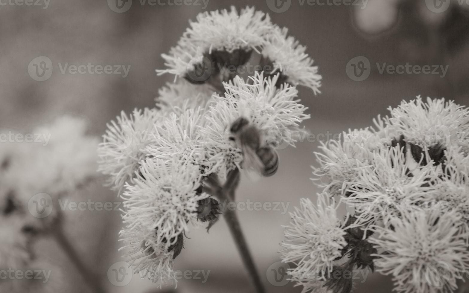 Bees love and fly on blue flowers in the garden. photo