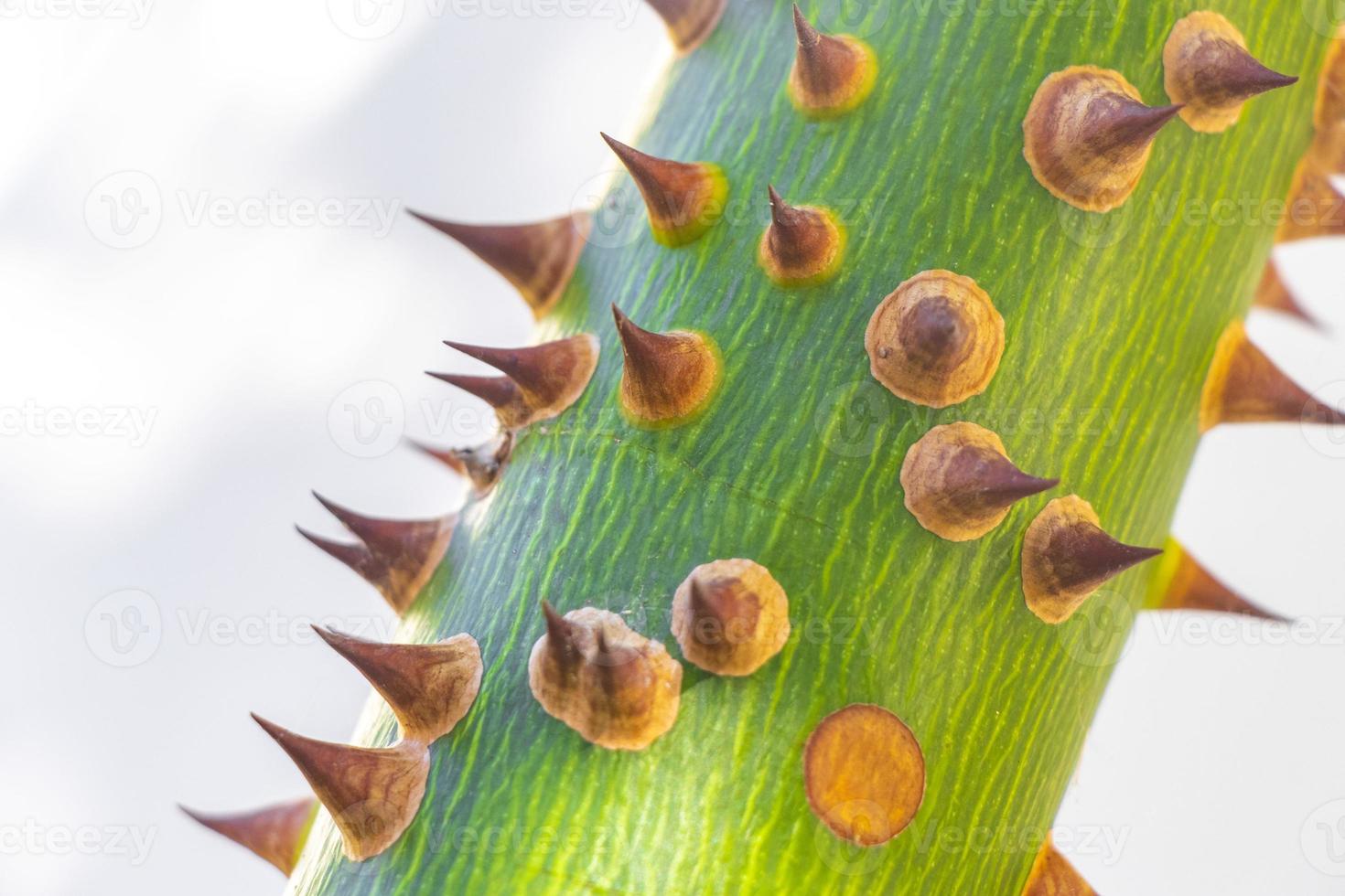 Young green beautiful Kapok tree Ceiba tree with spikes Mexico. photo