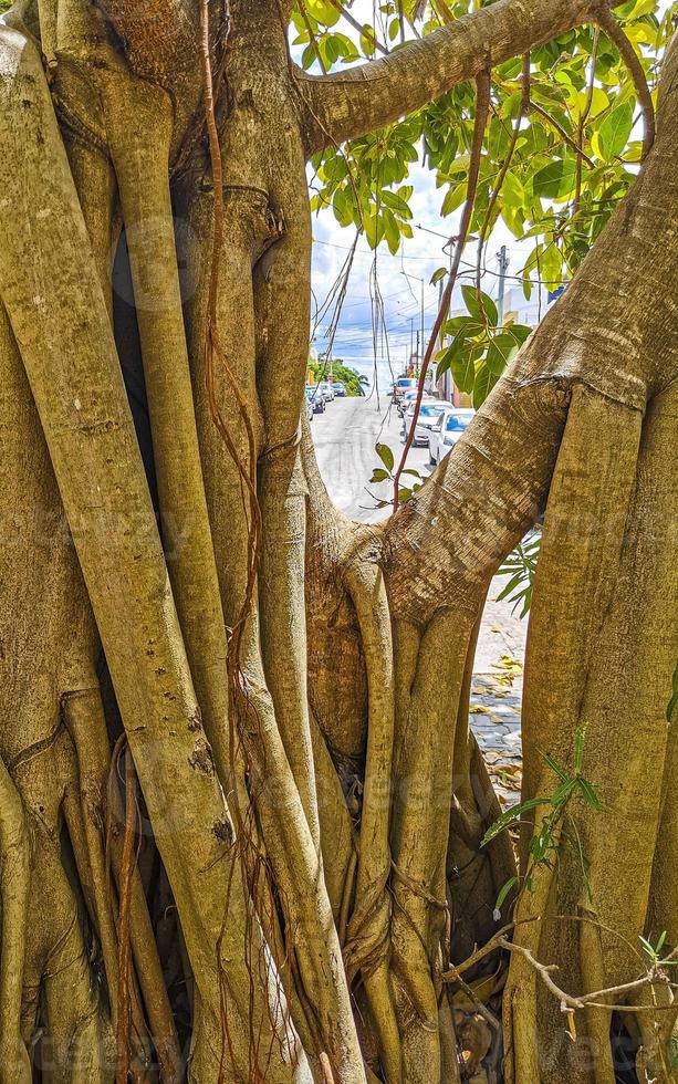 Huge beautiful Ficus maxima Fig tree Playa del Carmen Mexico. photo