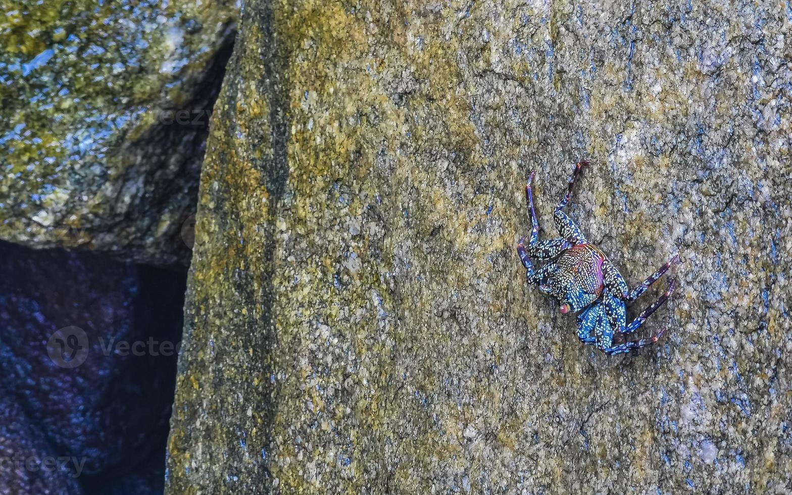 Black crab crabs on cliffs stones rocks Puerto Escondido Mexico. photo