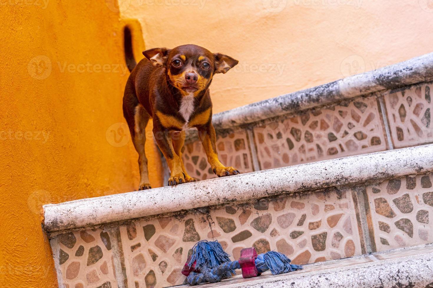 Russian toy terrier dog portrait looking playful and cute Mexico. photo